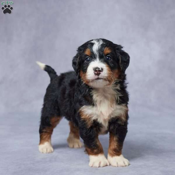 Jax, Mini Bernedoodle Puppy